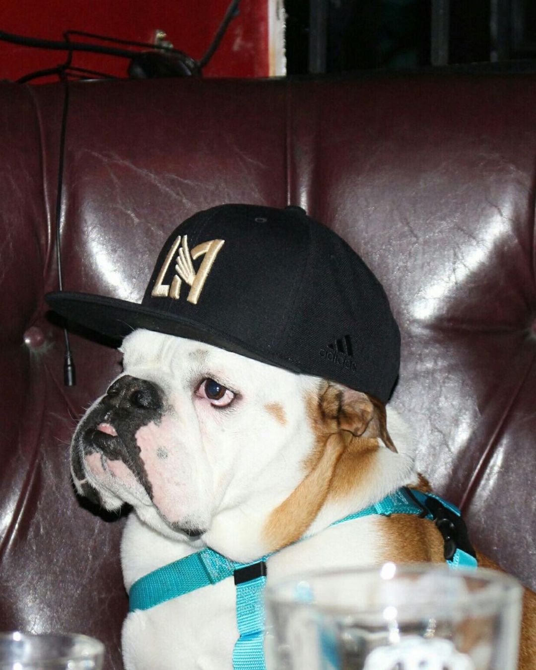Dogs in the NBA
